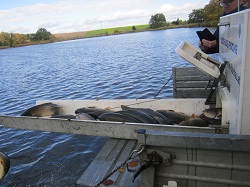 Fische auf der Rutsche